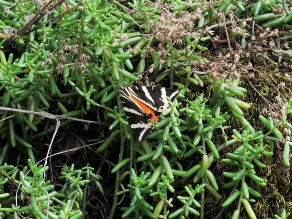 Papillon de nuit