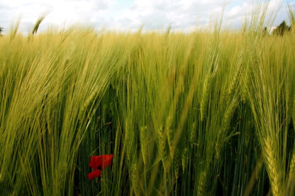 Champ de blé pres de Pithiviers