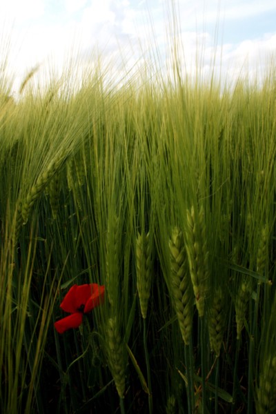 Champ de blé pres de Pithiviers