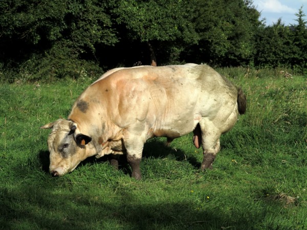 Taureau