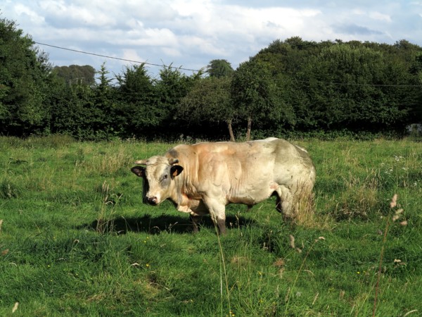 Taureau