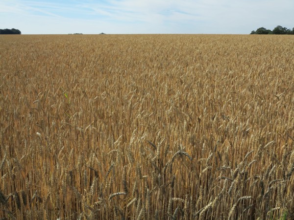 Champ de blé du pays de Caux