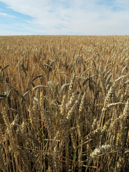 Champ de blé du pays de Caux