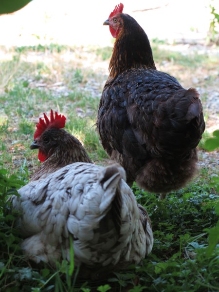 Poules