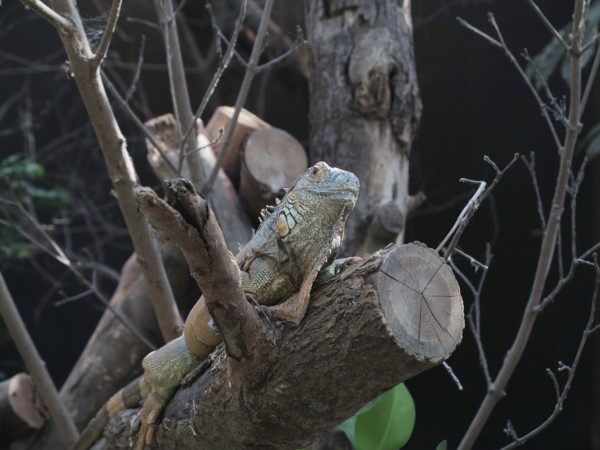 Iguane vert
