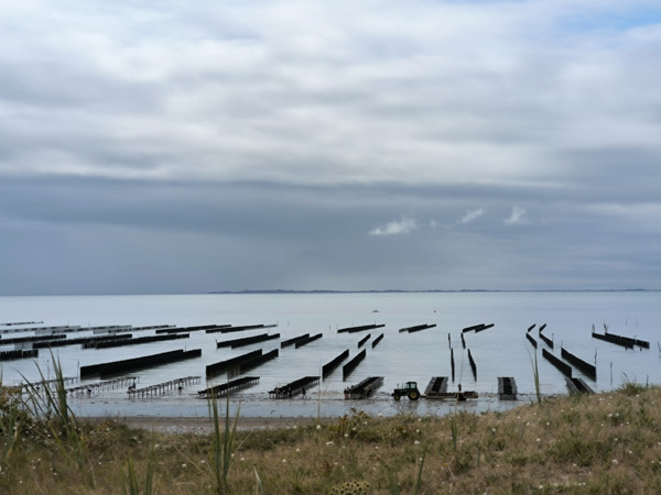 Parcs à huîtres et bouchots à moules en Normandie