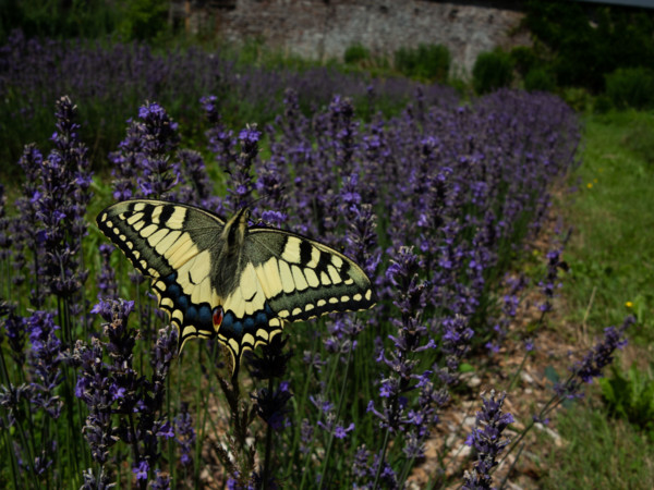 Machaon jaune