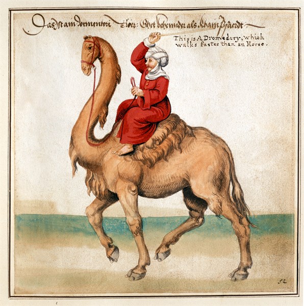 Caravanner on a camel