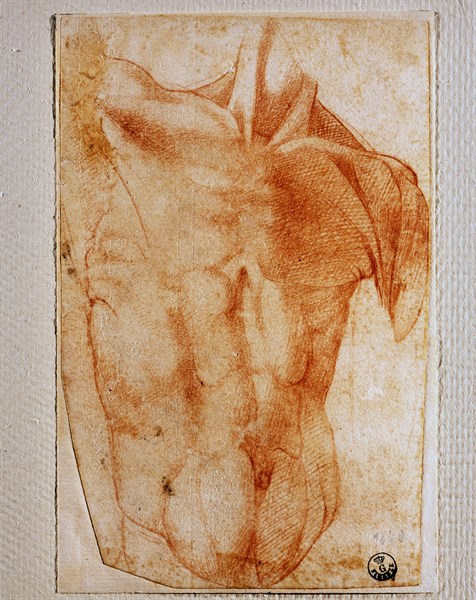 Bandinelli, Etude des muscles du dos masculin