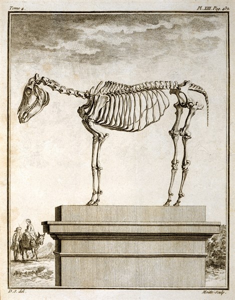 "Histoire Naturelle" de Buffon