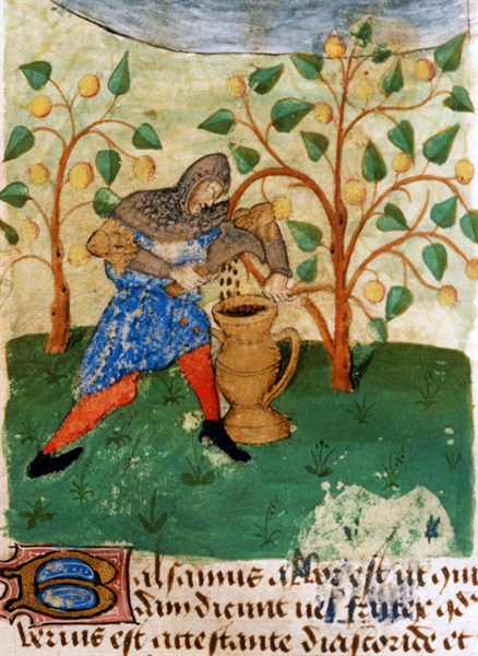 French miniature, The knight is preparing to fight against dragons taking medicinal plants