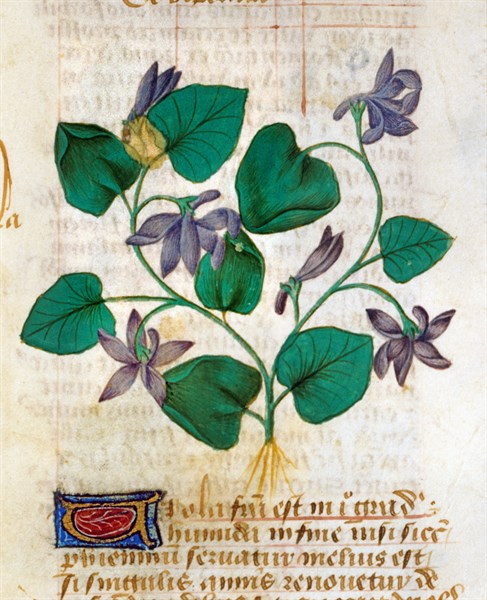 Miniature française, Les propriétés médicinales de la violette