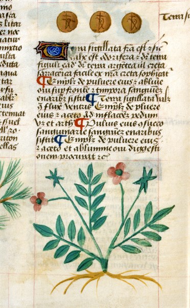 Manuscrit "Tractatus De Herbis"