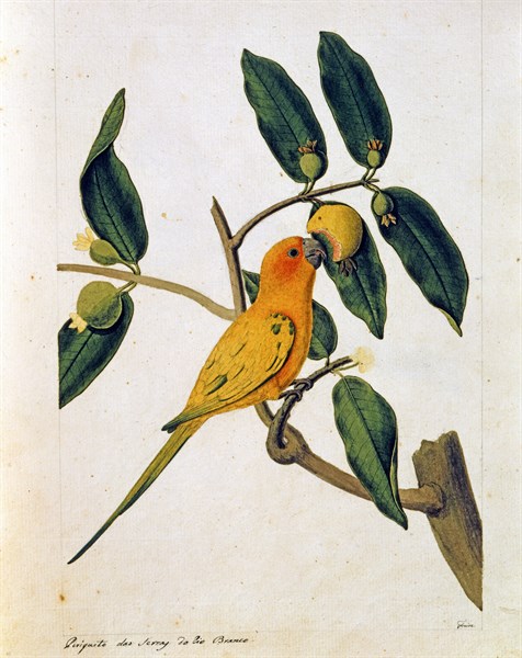Perruche mangeant un fruit exotique