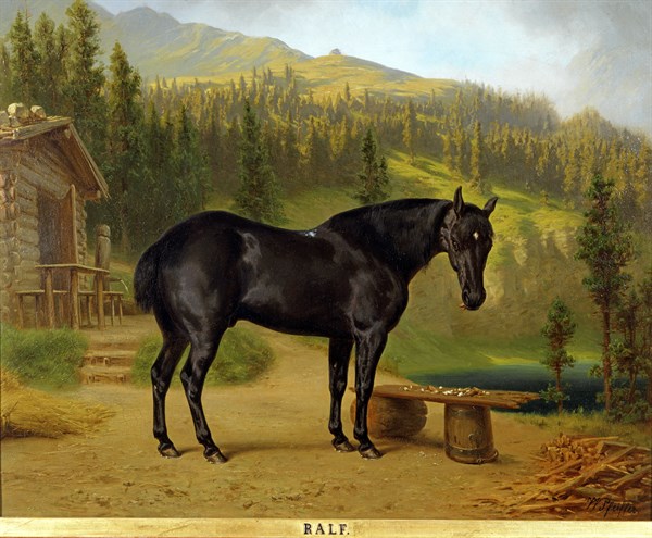 Pfeiffer, Portrait du cheval "Ralf" près du lac alpin dans le chalet royal Schachen près de Baden-Patenkirken