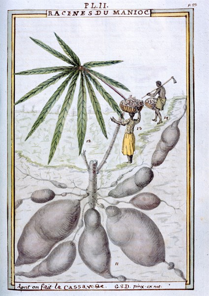 Planche botanique : Racines de Manioc