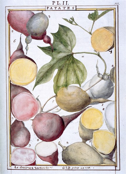 Planche botanique : Patates