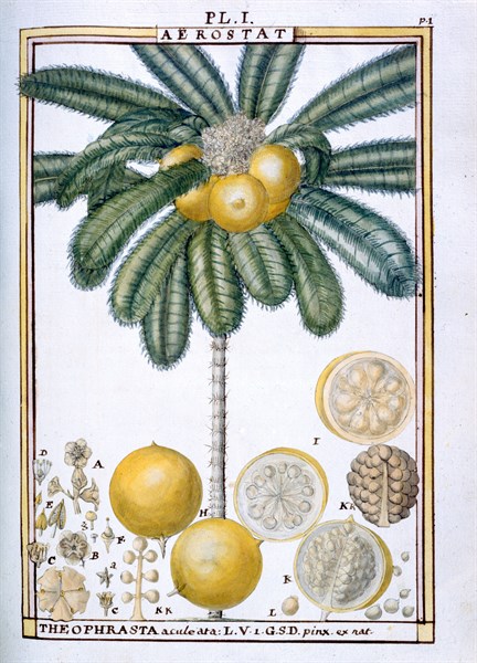 Planche botanique : Aérostat