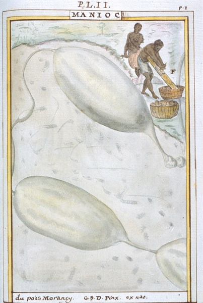 Planche botanique : Manioc