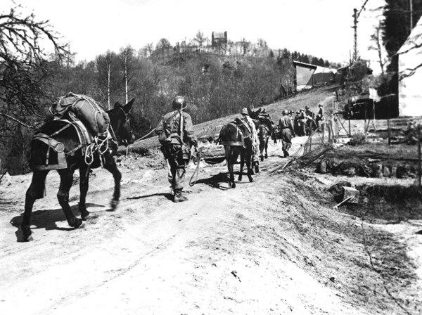 Mulets transportant des chargements sur les sentiers
malaisés de Reipertswiller
(17 janvier 1945)