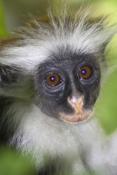 Zanzibar Red Colobus Monkey feeding in t..........