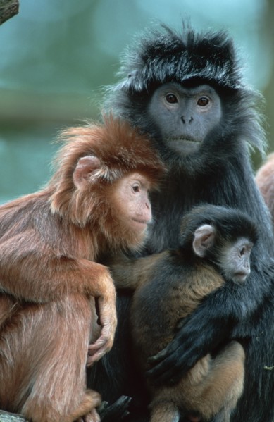 Javan Langur