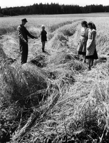 Crop fields devastated by the British Army