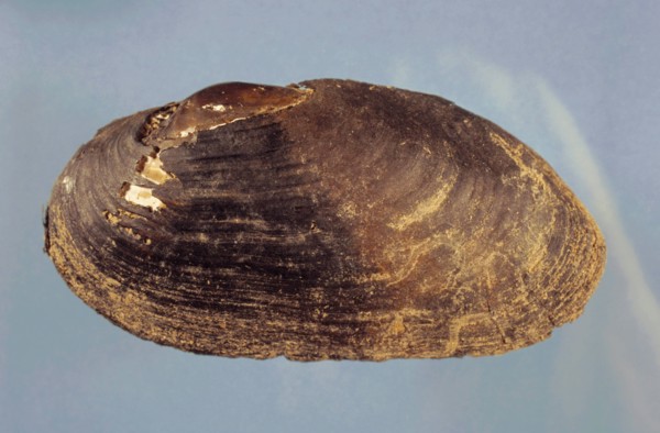 Flussperlmuschel, Margaritifera margaritifera, freshwater pearl mussel (Scottish pearl mussel), eastern pearlshell
