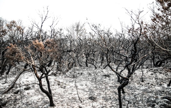 Burnt bushes are seen near Port Macquarie, New South Wales, Australia, Nov. 11, 2019
