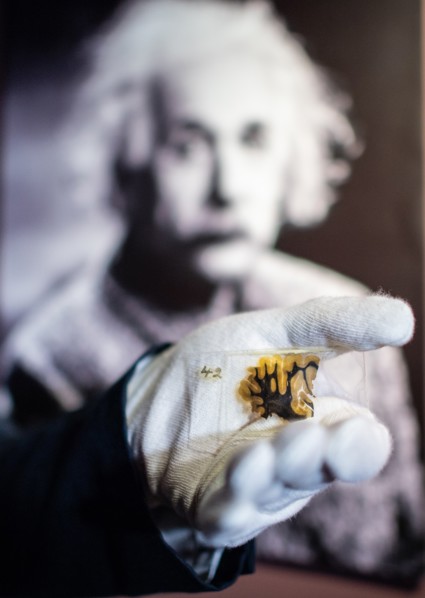 Tissu cérébral d'Albert Einstein