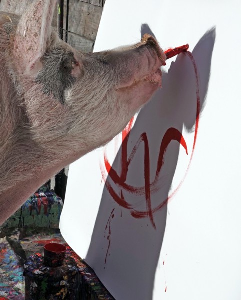 Pigcasso