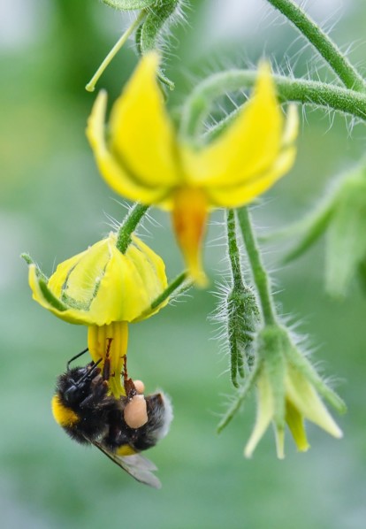 A bumblebee sits on a tomato flower in a green house of the Fontana Gartenbau GmbH in Manschnow,