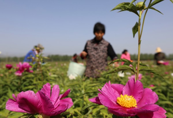 Peony harvest