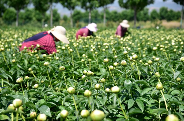 Peony harvest