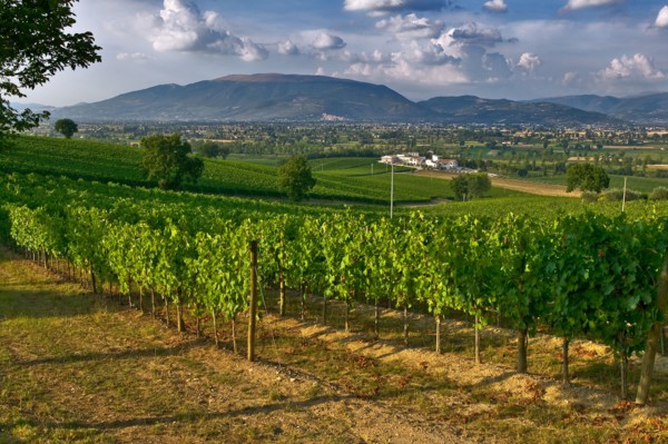 View of the vineyards and the Winery Arnaldo Caprai, Montefalco, Umbria, Italie