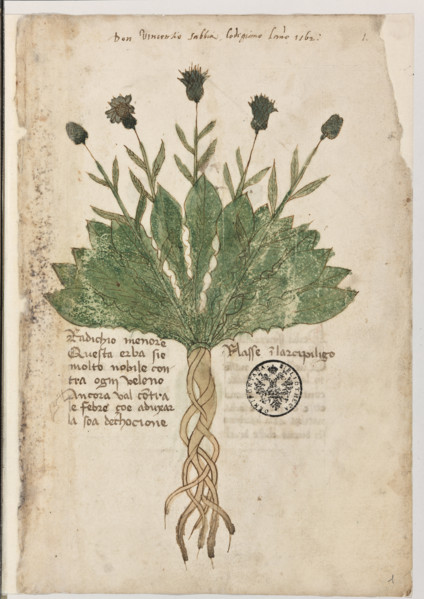 Erbario di Trento (Manoscritto n° 1591), XVI secolo, carta 1 recto: “Radichio Menore”.
Don