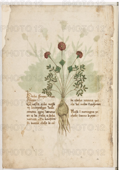 Erbario di Trento (Manoscritto n° 1591), XVI secolo, carta 1 verso: “Herba Sfoioxa Over Sfilloxa”