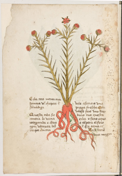 Erbario di Trento (Manoscritto n° 1591), XVI secolo, carta 2 verso: “Erba Tors Menor Over Spinoxa