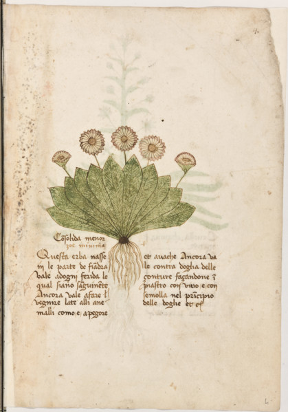 Erbario di Trento (Manoscritto n° 1591), XVI secolo, carta 4 recto: “Consolida Menor Zoè Minima”