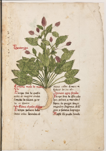 Erbario di Trento (Manoscritto n° 1591), XVI secolo, carta 6 recto: “Bertoniga”.
“Contra male de