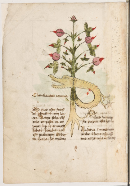Erbario di Trento (Manoscritto n° 1591), XVI secolo, carta 6 verso: “Chavalaritas Romana”.
“Si
