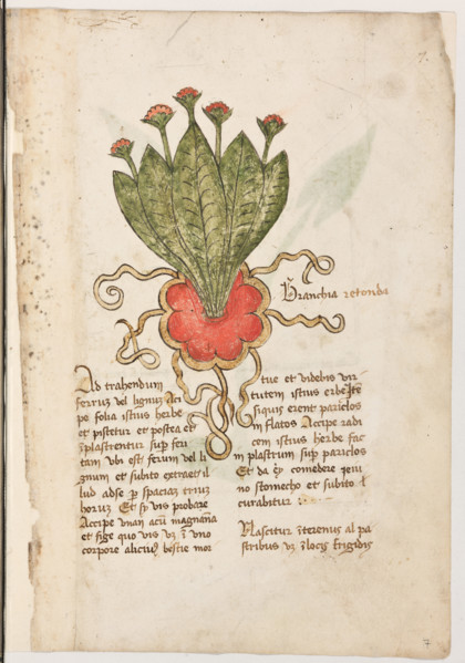 Erbario di Trento (Manoscritto n° 1591), XVI secolo, carta 7 recto: “Branchia Retonda”.

“Ad