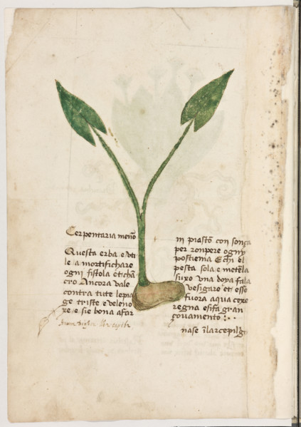 Erbario di Trento (Manoscritto n° 1591), XVI secolo, carta 7 verso: “Cerpentaria Menor”.

“Questa