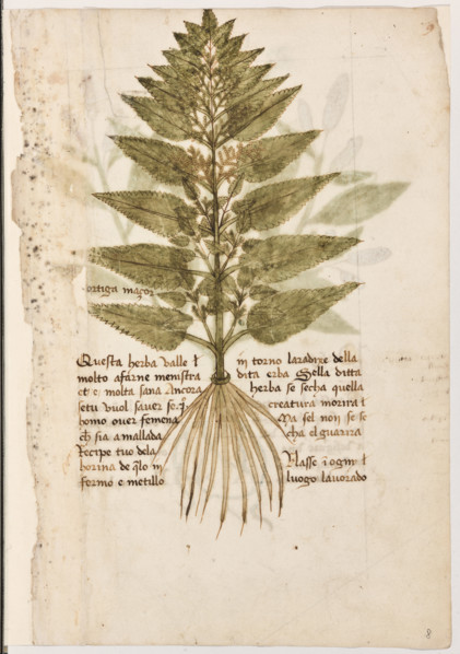 Erbario di Trento (Manoscritto n° 1591), XVI secolo, carta 8 recto: “Ortiga Maçor”.
“Questa herba
