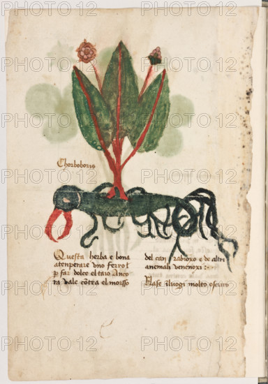 Erbario di Trento (Manoscritto n° 1591), XVI secolo, carta 9 verso: “Chorboboris”.
“Questa herba è