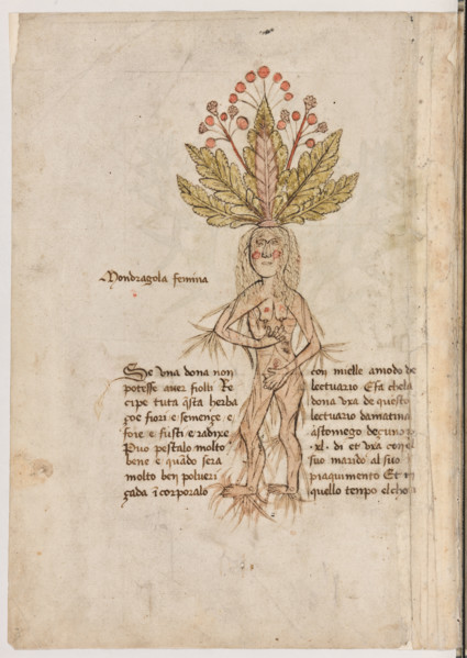 Erbario di Trento (Manoscritto n° 1591), XVI secolo, carta 11 verso: “Mondragola Femina”.
“Se una