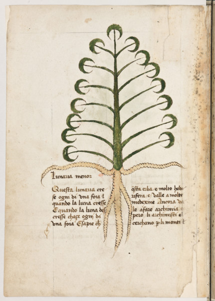 Erbario di Trento (Manoscritto n° 1591), XVI secolo, carta 12 verso: “Lunaria Menor”.
“Questa