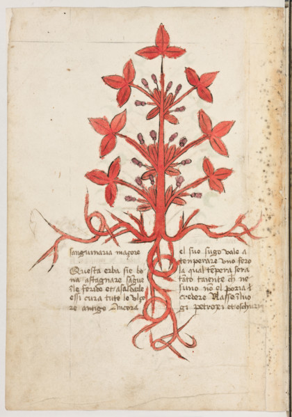 Erbario di Trento (Manoscritto n° 1591), XVI secolo, carta 13 verso: “Sanguinaria Maçore”.
“Questa