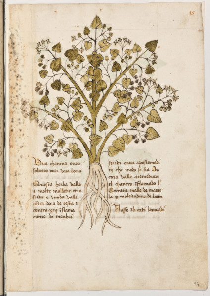 Erbario di Trento (Manoscritto n° 1591), XVI secolo, carta 14 recto: “Uva Chanina Over Solatro Over