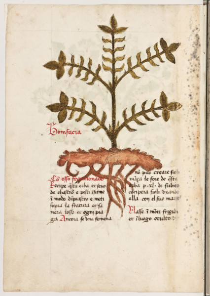 Erbario di Trento (Manoscritto n° 1591), XVI secolo, carta 14 verso: “Bonifacia”.
“Con osso